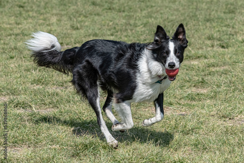 Fast border collie running with red ball.
Rubber ball is grasped with no problem by this dog breed
