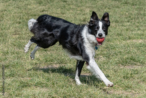 Wallpaper Mural Fast border collie running with red ball.
Rubber ball is grasped with no problem by this dog breed
 Torontodigital.ca