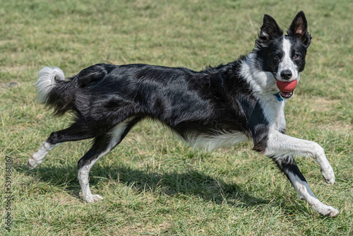 Fast border collie running with red ball. Rubber ball is grasped with no problem by this dog breed 