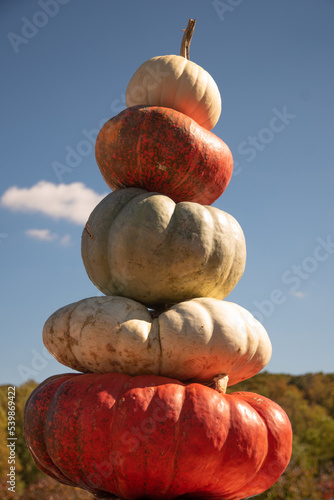 Orange and white flat pumpkin stack  in front of blue autumn sky 