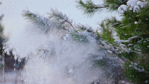 Conifer needles covered snow close up. Spruce tree shaking off soft snowflakes.