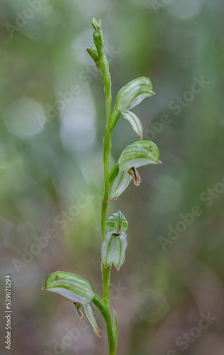 Pterostylis longifolia (Tall Greenhood Orchid) - NSW, Australia photo