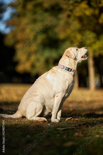 Big beautiful white dog Labrador sits in the autumn park