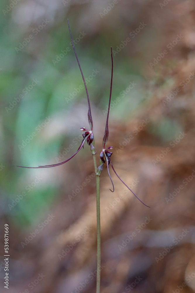 Acianthus caudatus (Mayfly Orchid) - NSW, Australia Acianthus caudatus (Mayfly Orchid) - NSW, Australia