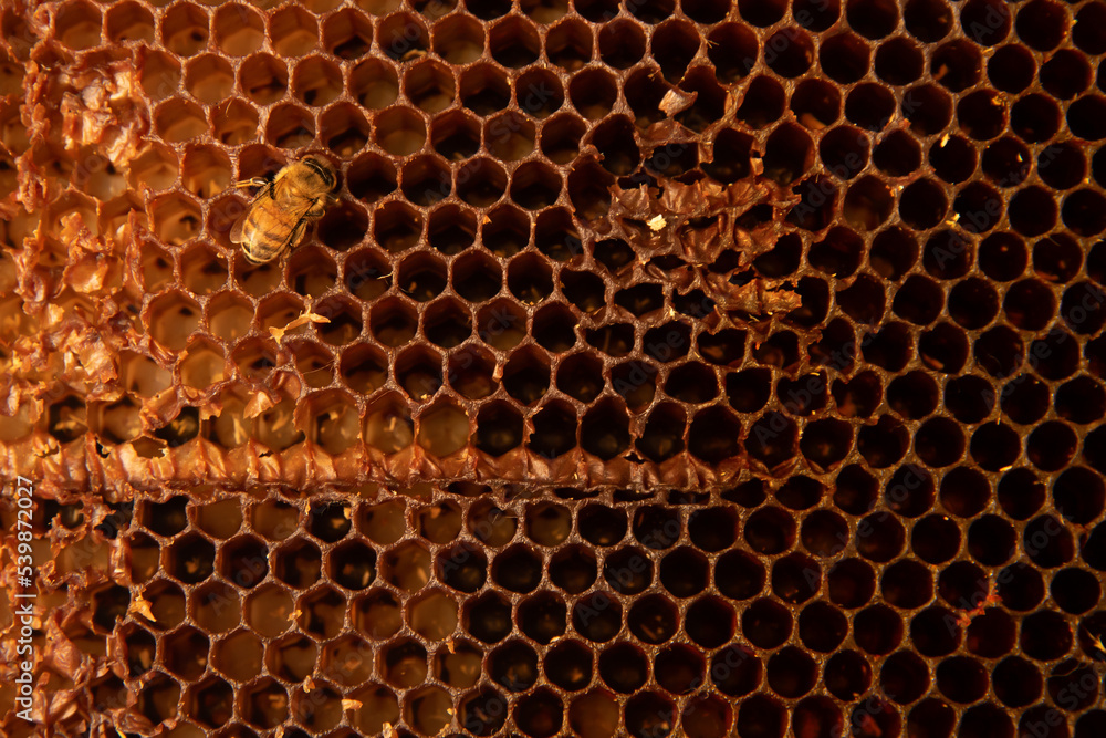 Single honey bee on empty honeycomb pattern shot with top down composition with room for copy Single honey bee on empty honeycomb pattern shot with top down composition with room for copy