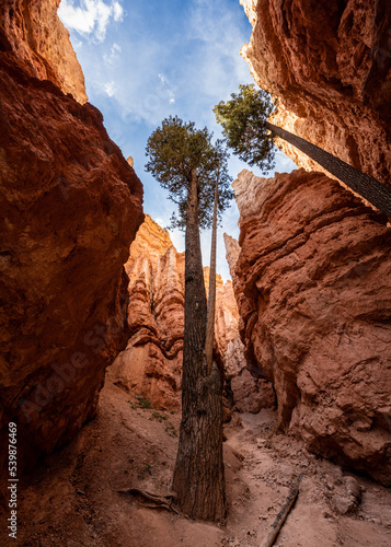 Giant Pine Trees Loom Over the Slopes of Wall Street Canyon