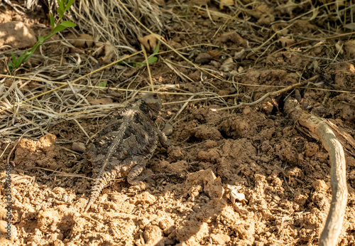 Horned Toad Crawls Over Sandy Trail