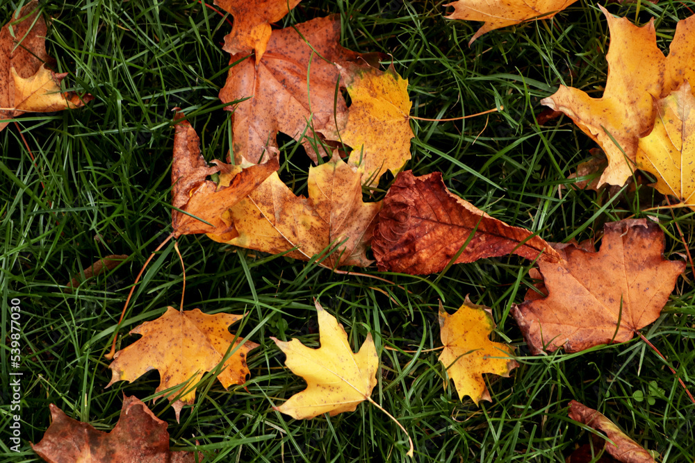 Dry leaves on green grass in autumn, above view Dry leaves on green grass in autumn, above view