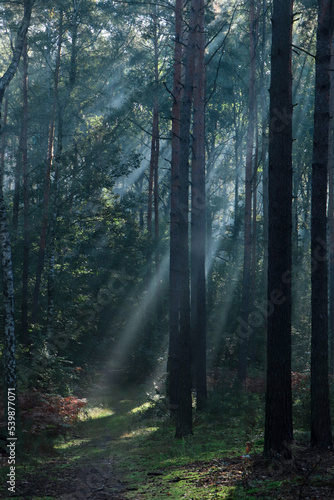 Majestic view of forest with sunbeams shining through trees in morning