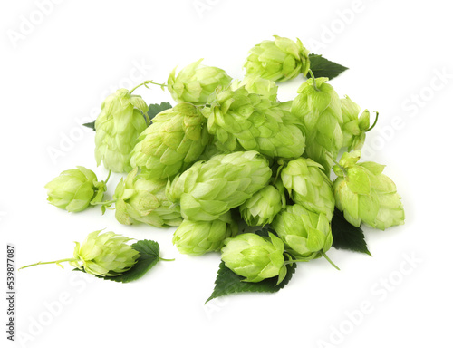 Pile of fresh green hops on white background, above view