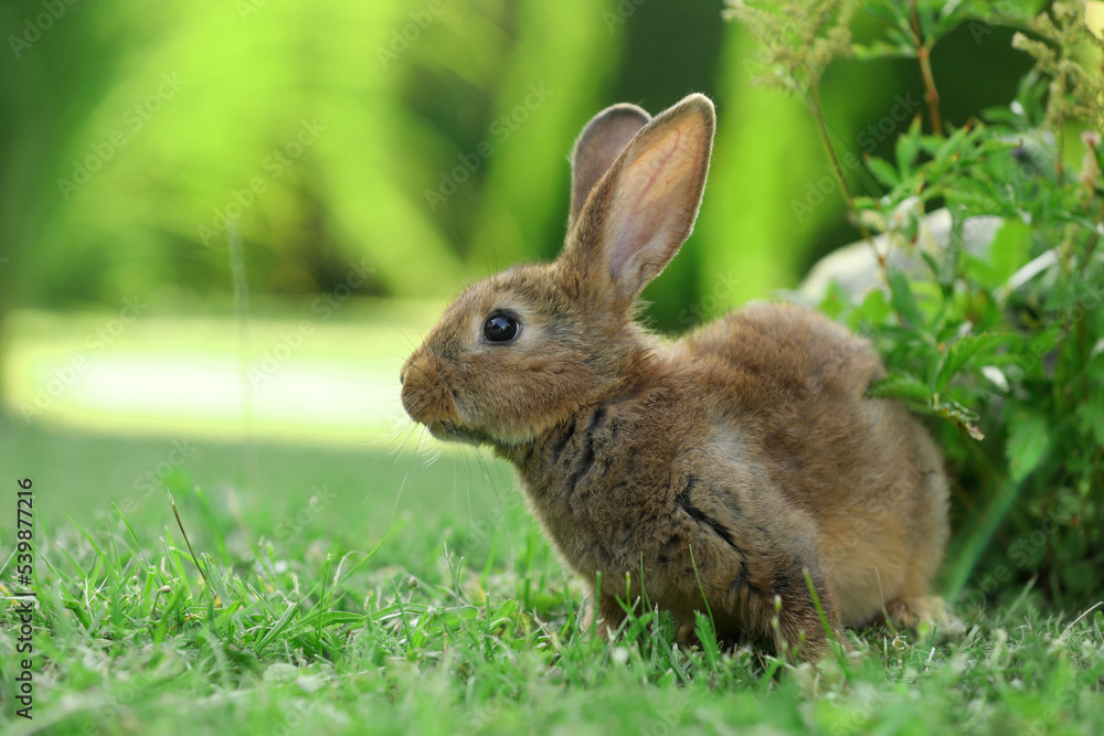 Fototapeta premium Cute fluffy rabbit on green grass outdoors. Space for text