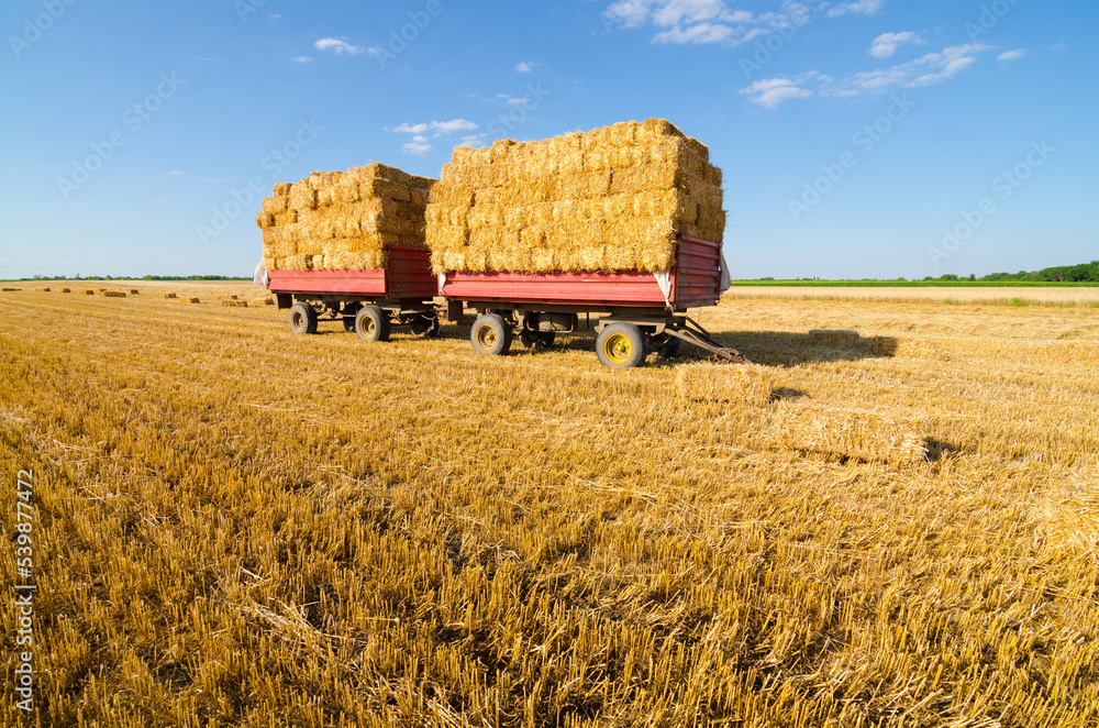 Fototapeta premium Hay bales in the tractor trailers on agricultural field after harvest