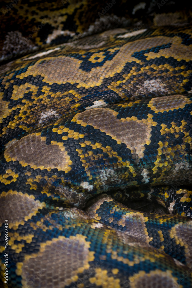 Python Skin Texture Python Skin Texture