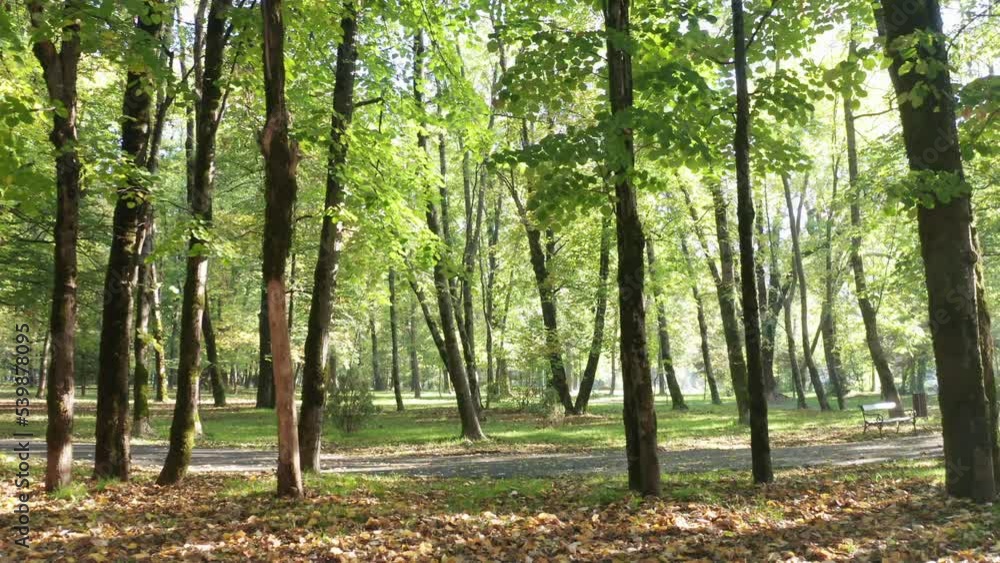 Trees in a park in the morning - green and yellow leaves and long shadows on a sunny day in late summer or autumn. City park in Cetinje Montenegro. Trees in a park in the morning - green and yellow leaves and long shadows on a sunny day in late summer or autumn. City park in Cetinje Montenegro.