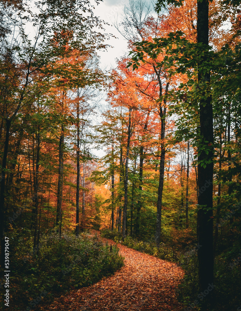 Autumn Forest
Dorset Vermont
10.19.22