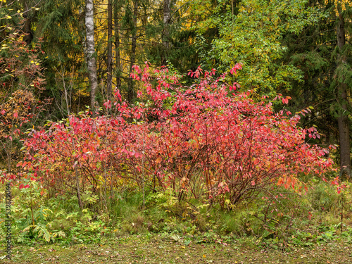 Alexander Park (Tsarskoye Selo). Common spindle (Euonymus europaeus) with purple leaves.