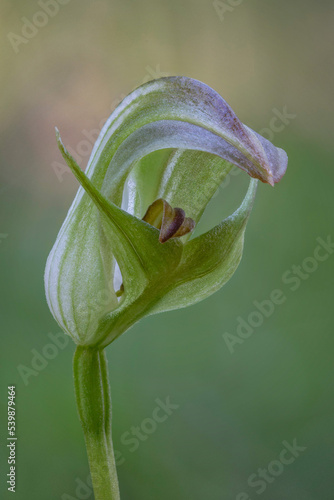 Blunt Greenhood Orchid (Pterostylis curta) with its distinctive twisted labellum - NSW, Australia