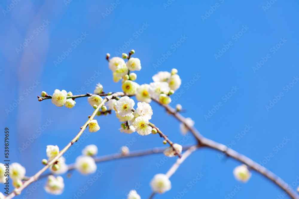 白梅の花をクローズアップ
