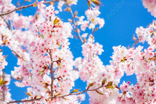 青空を背景に暖流桜のクローズアップ
