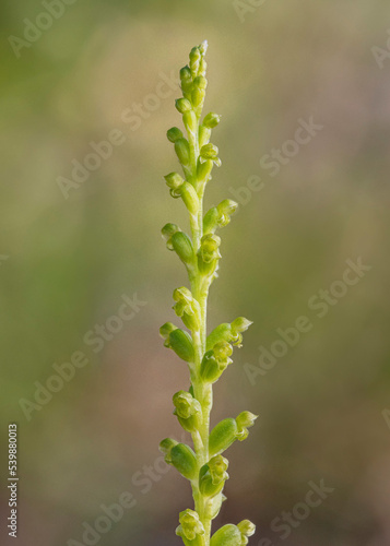 Slender Onion-orchid (Microtis parviflora) - tiny flowers approx 4mm dia - NSW, Australia © Anne Powell