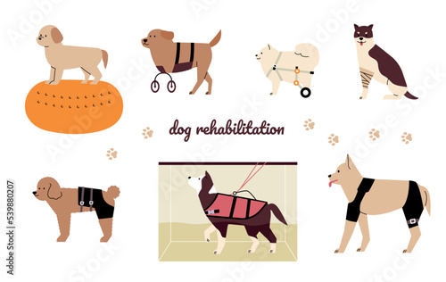 Rehabilitation therapy for dogs. Dogs with walking aids. flat vector illustration.