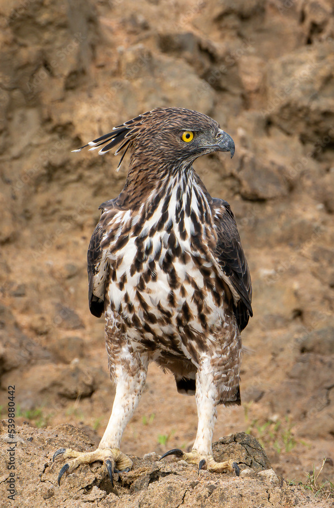 Crested Eagle, Yala National Park, Sri Lanka Crested Eagle, Yala National Park, Sri Lanka