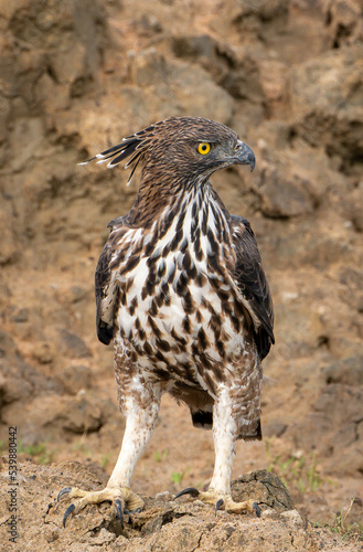 Crested Eagle  Yala National Park  Sri Lanka