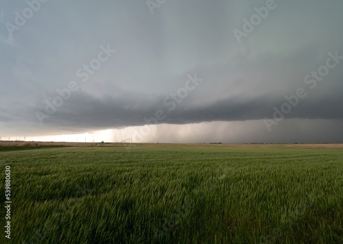 Heavy Storm Clouds Over an Agricultural Field with Wind Turbines and a Summer Crop