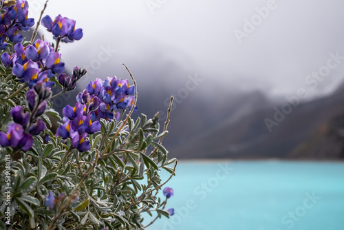 lavender flowers of the sky
