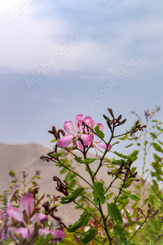 blossom in spring