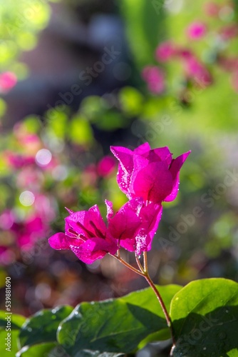fuchsia flowers in a green garden