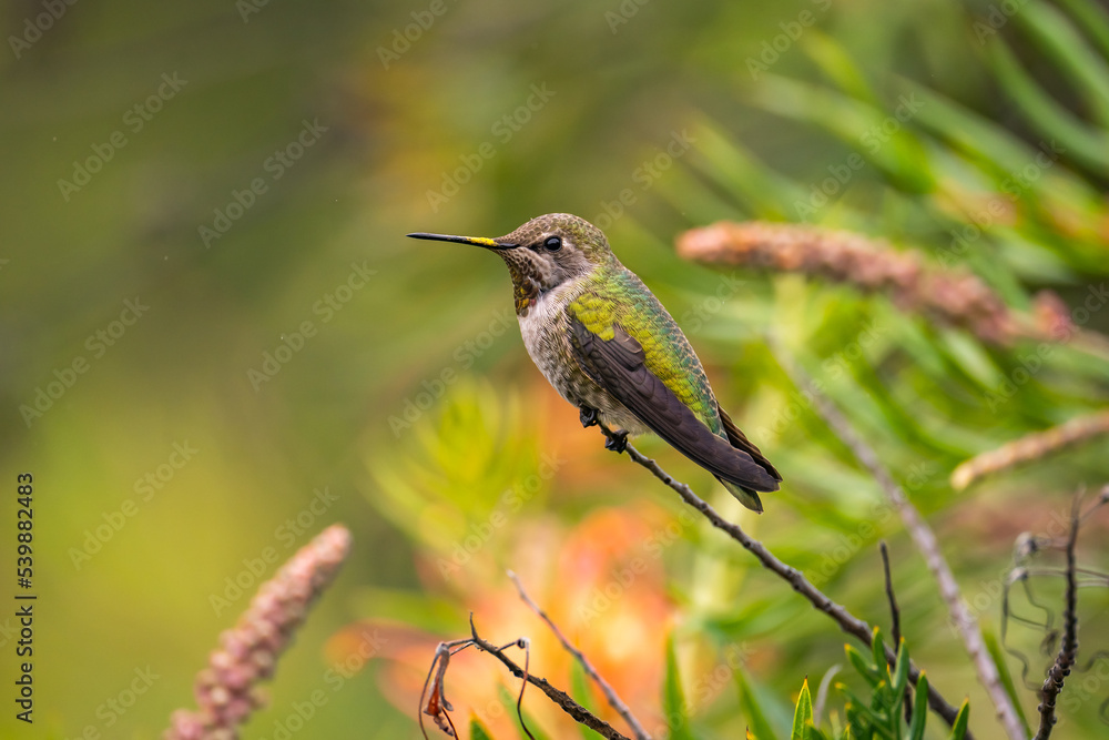 Anna's Hummingbird (Calypte anna) perched on a tree. Anna's Hummingbird (Calypte anna) perched on a tree.