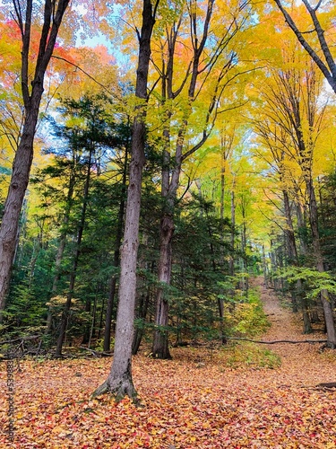 autumn in the forest