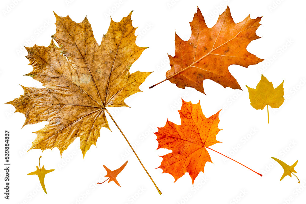 Set of colorful maple leaves on white. Set of colorful maple leaves on white.