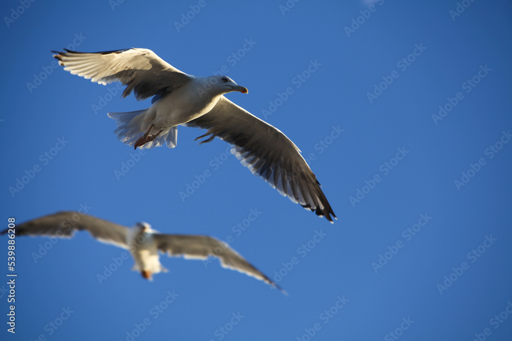 Fototapeta premium Seagull in flight