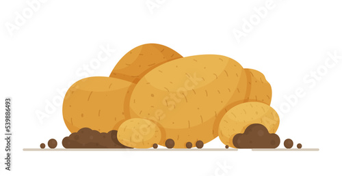 A banner of dirty, large potatoes. Vector illustration of a vegetable. Light potato tubers of different shapes and sizes. 
