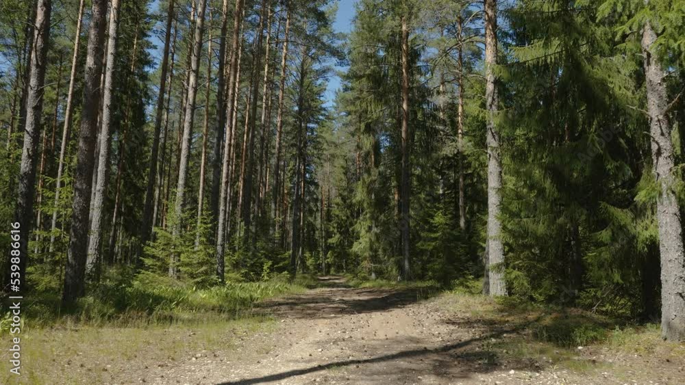 A view of the forest with the tall pine trees around on a sunny day in Estonia A view of the forest with the tall pine trees around on a sunny day in Estonia