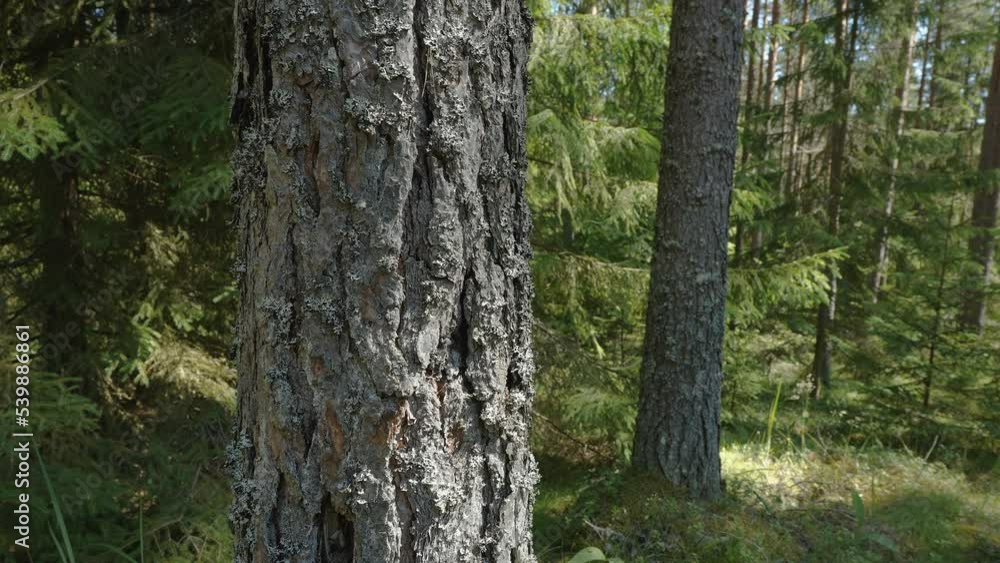 Closer look of the bark of the pine tree in the forest in Estonia Closer look of the bark of the pine tree in the forest in Estonia