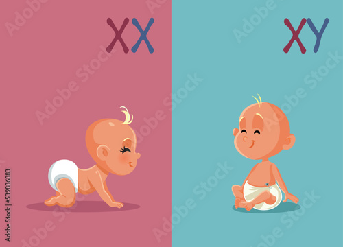 Baby Girl and Baby Boy Vector Cartoon Illustration. Gender determination process based on different chromosomes 
