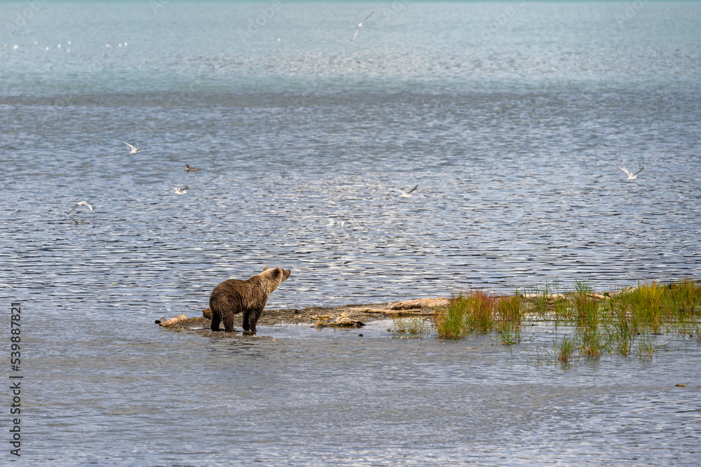 Brown bear cub on a sand spit watching birds flying, Katmai National Park, Alaska
