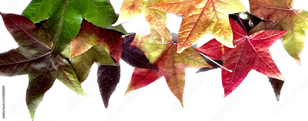 Fototapeta premium Colorful autumn leaves isolated