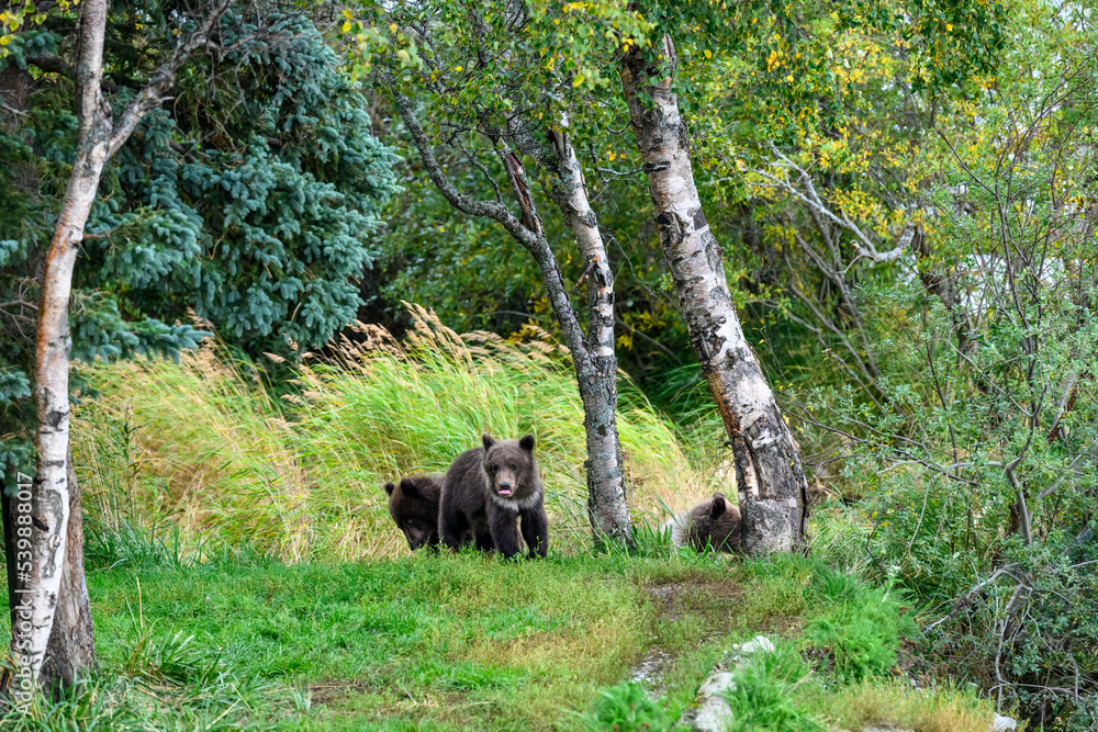 Cute little brown bear cubs with natal collars playing in grass on the side of the Brooks River waiting for mother bear, Katmai National Park, Alaska
Cute little brown bear cubs with natal collars playing in grass on the side of the Brooks River waiting for mother bear, Katmai National Park, Alaska