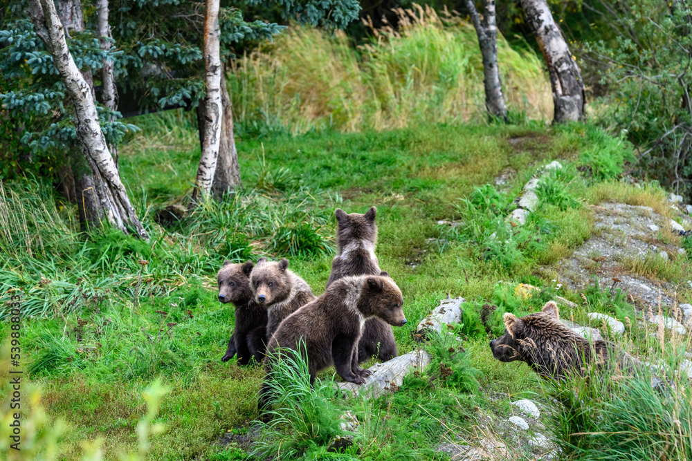 Cute little brown bear cubs with natal collars playing in grass on the side of the Brooks River waiting for mother bear, Katmai National Park, Alaska
Cute little brown bear cubs with natal collars playing in grass on the side of the Brooks River waiting for mother bear, Katmai National Park, Alaska