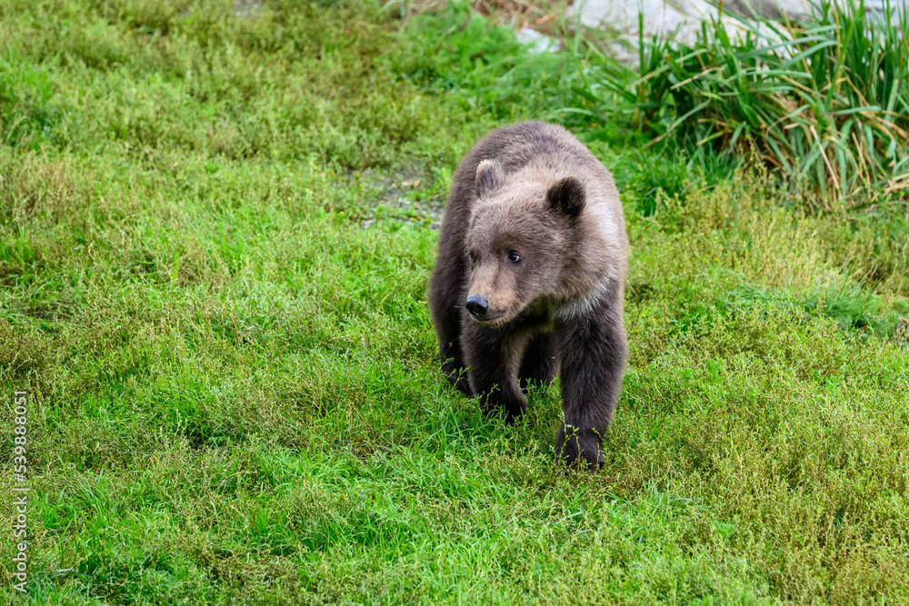 Fototapeta premium Cute little brown bear cubs with natal collars playing in grass on the side of the Brooks River waiting for mother bear, Katmai National Park, Alaska 