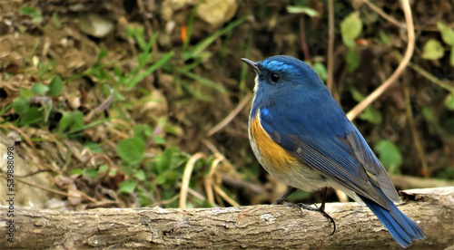Blue Bird in Jungle