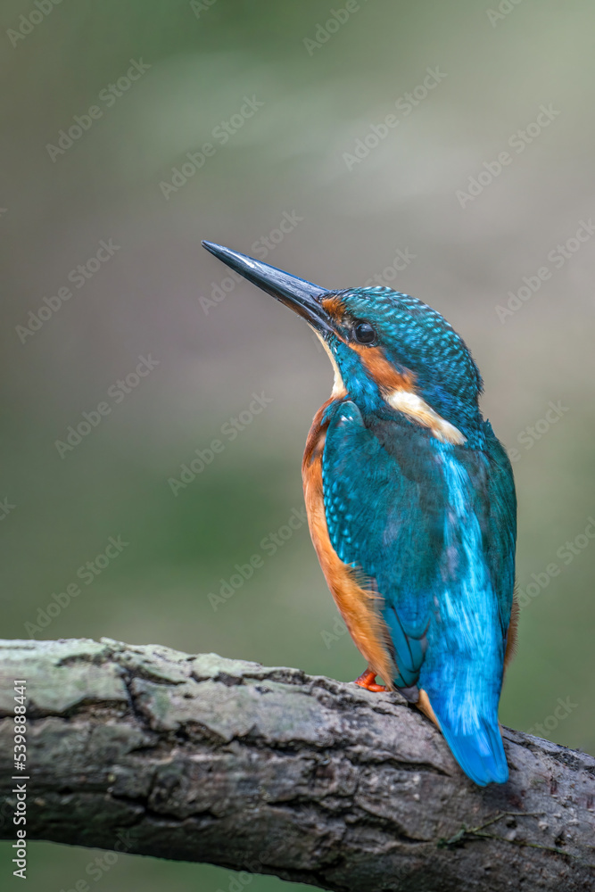 Fototapeta premium The common kingfisher (Alcedo atthis)the Eurasian kingfisher, and river kingfisher, is a small kingfisher with seven subspecies recognized within its wide distribution across Eurasia and North Africa.