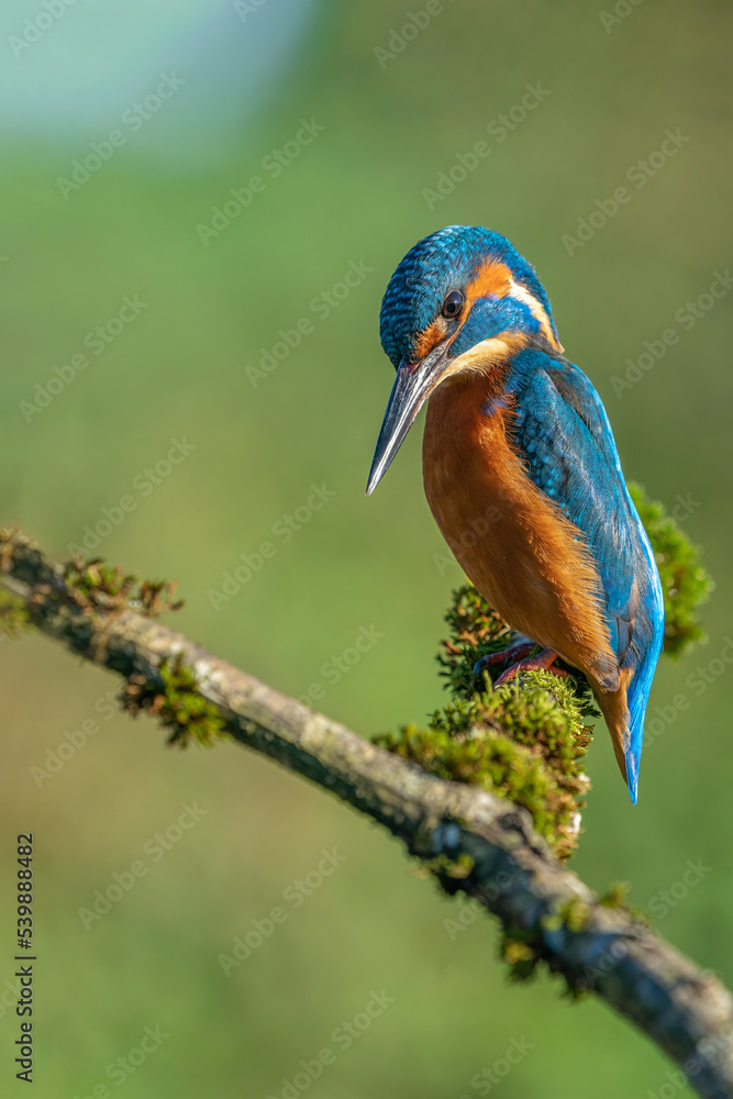The common kingfisher (Alcedo atthis)the Eurasian kingfisher, and river kingfisher, is a small kingfisher with seven subspecies recognized within its wide distribution across Eurasia and North Africa. The common kingfisher (Alcedo atthis)the Eurasian kingfisher, and river kingfisher, is a small kingfisher with seven subspecies recognized within its wide distribution across Eurasia and North Africa.
