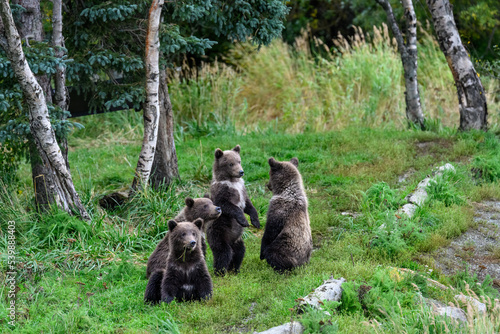 Quadro em tela Cute little brown bear cubs with natal collars standing up alert on the side of