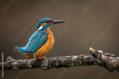 The common kingfisher (Alcedo atthis)the Eurasian kingfisher, and river kingfisher, is a small kingfisher with seven subspecies recognized within its wide distribution across Eurasia and North Africa.