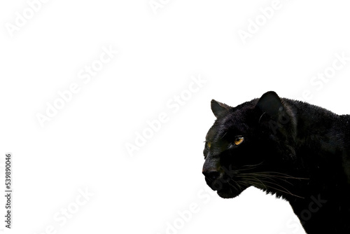 Black panther template with white background